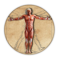 Конкурс по медицине «Основы миологии»